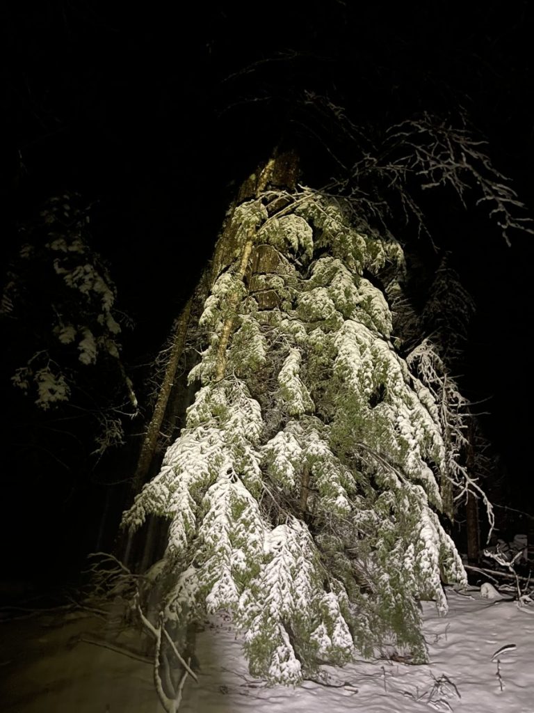 Heavy wet snow. Not quite enough to ski on. Wild Wings Nordic Skiing